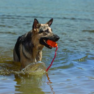 Juguetes de perro agua