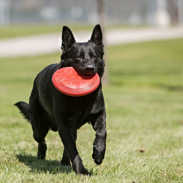 Frisbee de perro