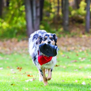 Frisbee Kong Extreme Flyr