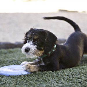 Frisbee perro cachorro